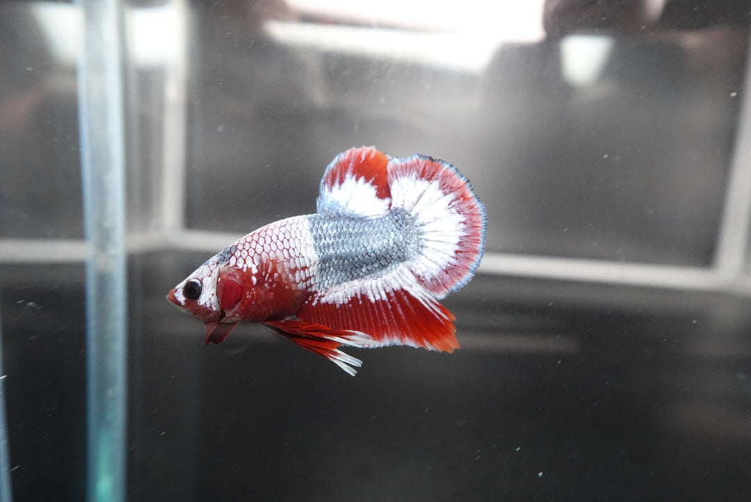 Rare Thai Flag Betta Fish