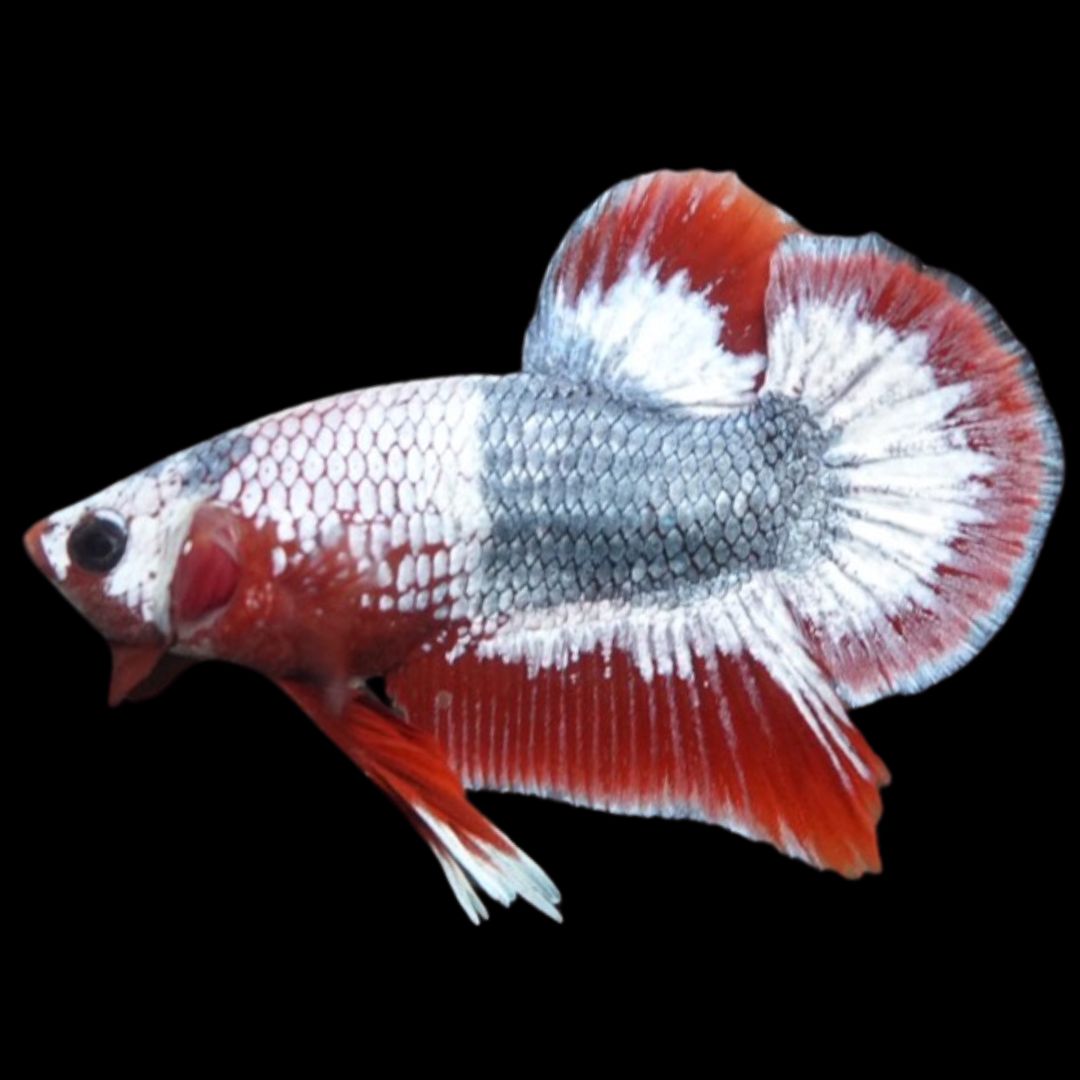 Rare Thai Flag Betta Fish