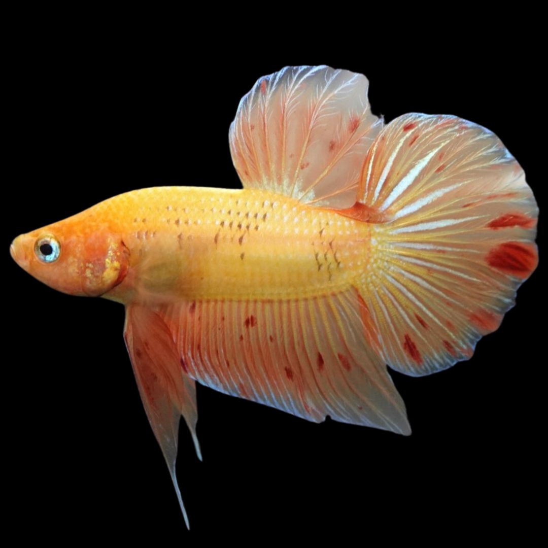 Rare Vanda Betta Fish