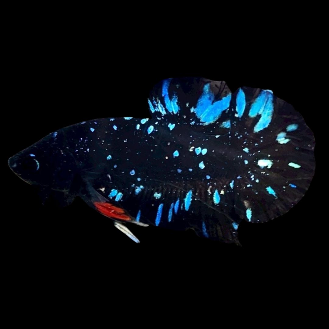 Rare Avatar Betta Fish