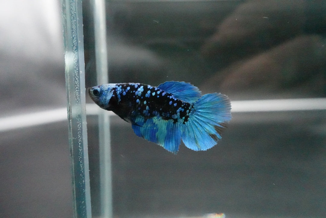 Rare Avatar Betta Fish