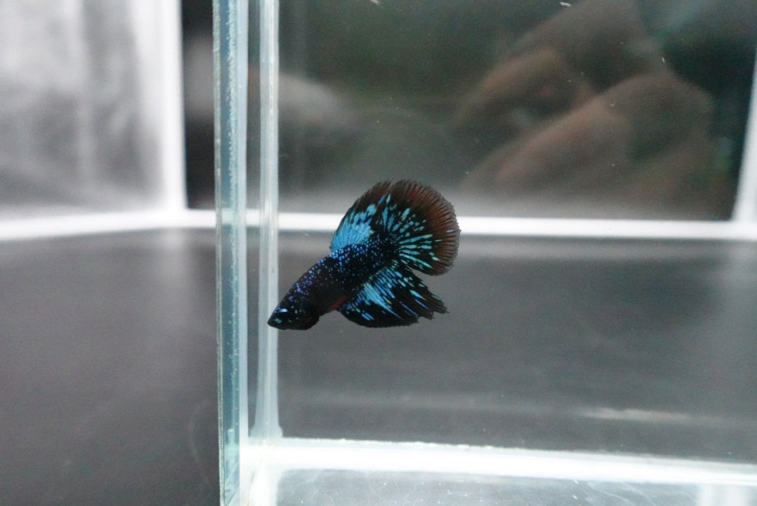Rare Avatar Betta Fish