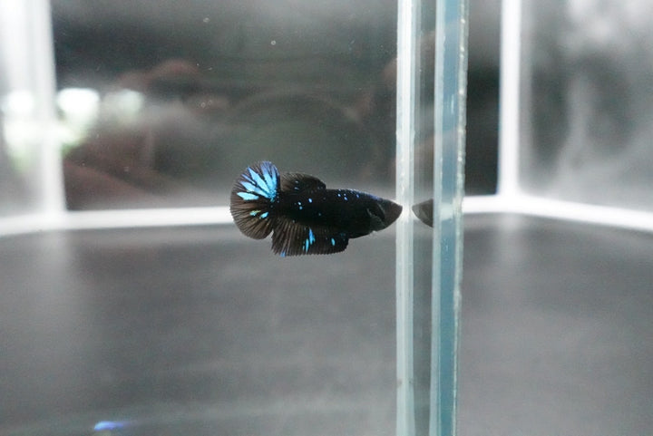 Rare Avatar Betta Fish