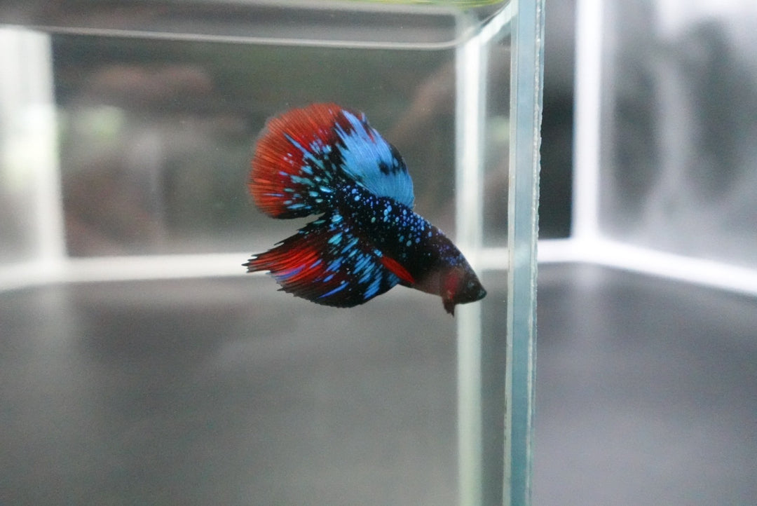 Rare Avatar Betta Fish