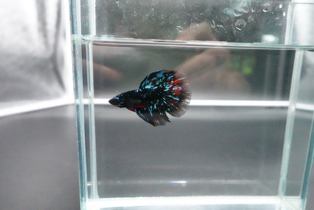 Rare Avatar Betta Fish