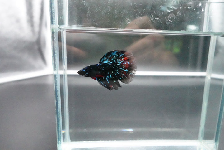 Rare Avatar Betta Fish