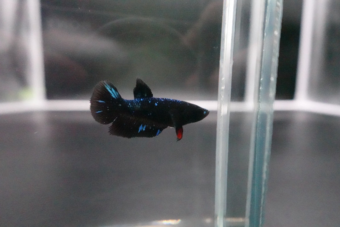 Rare Avatar Betta Fish