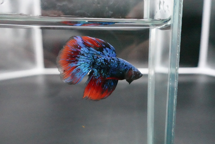 Rare Avatar Betta Fish