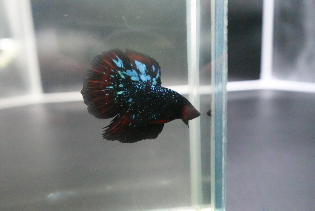 Rare Avatar Betta Fish