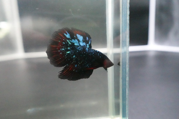 Rare Avatar Betta Fish