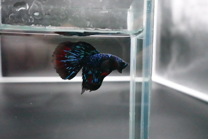 Rare Avatar Betta Fish