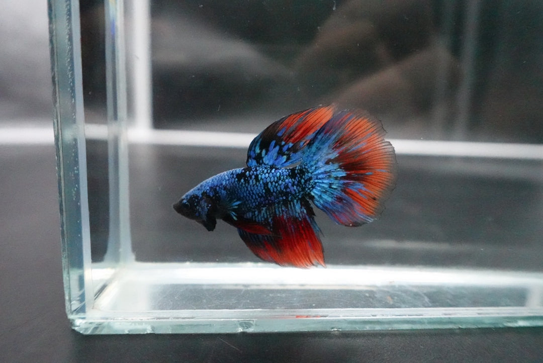 Rare Avatar Betta Fish