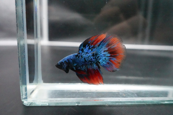 Rare Avatar Betta Fish