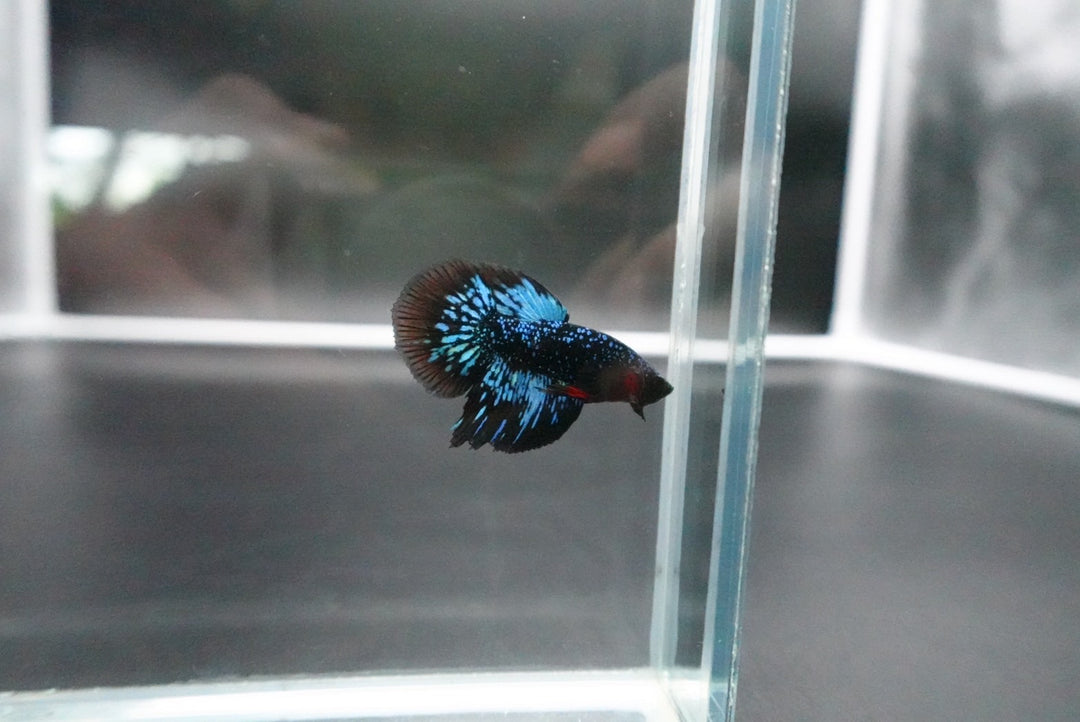 Rare Avatar Betta Fish