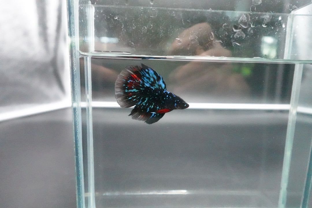 Rare Avatar Betta Fish
