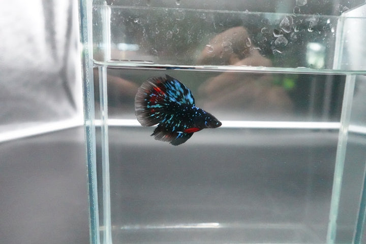 Rare Avatar Betta Fish