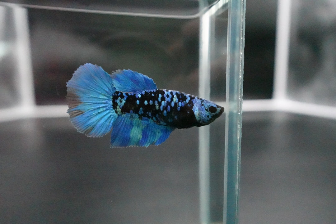 Rare Avatar Betta Fish