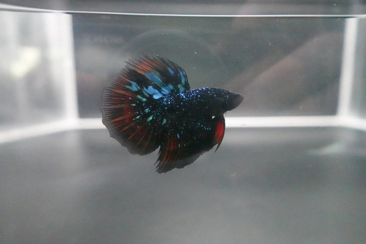 Rare Avatar Betta Fish