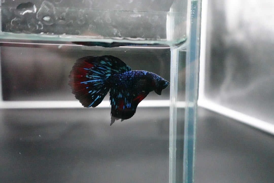 Rare Avatar Betta Fish