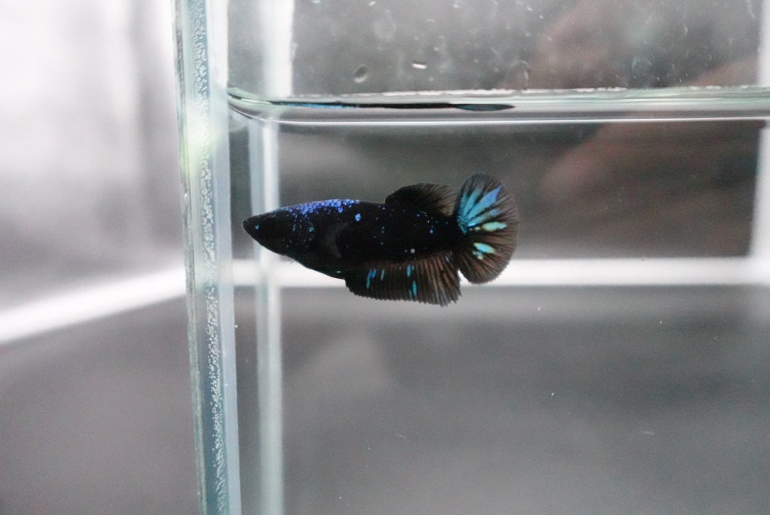 Rare Avatar Betta Fish