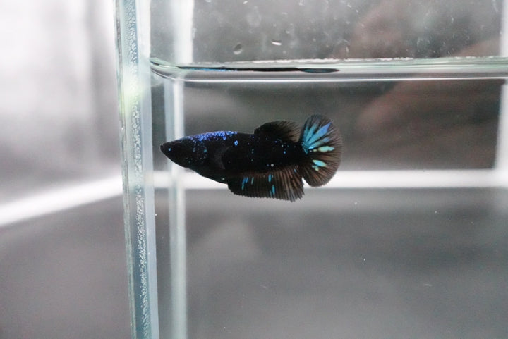 Rare Avatar Betta Fish