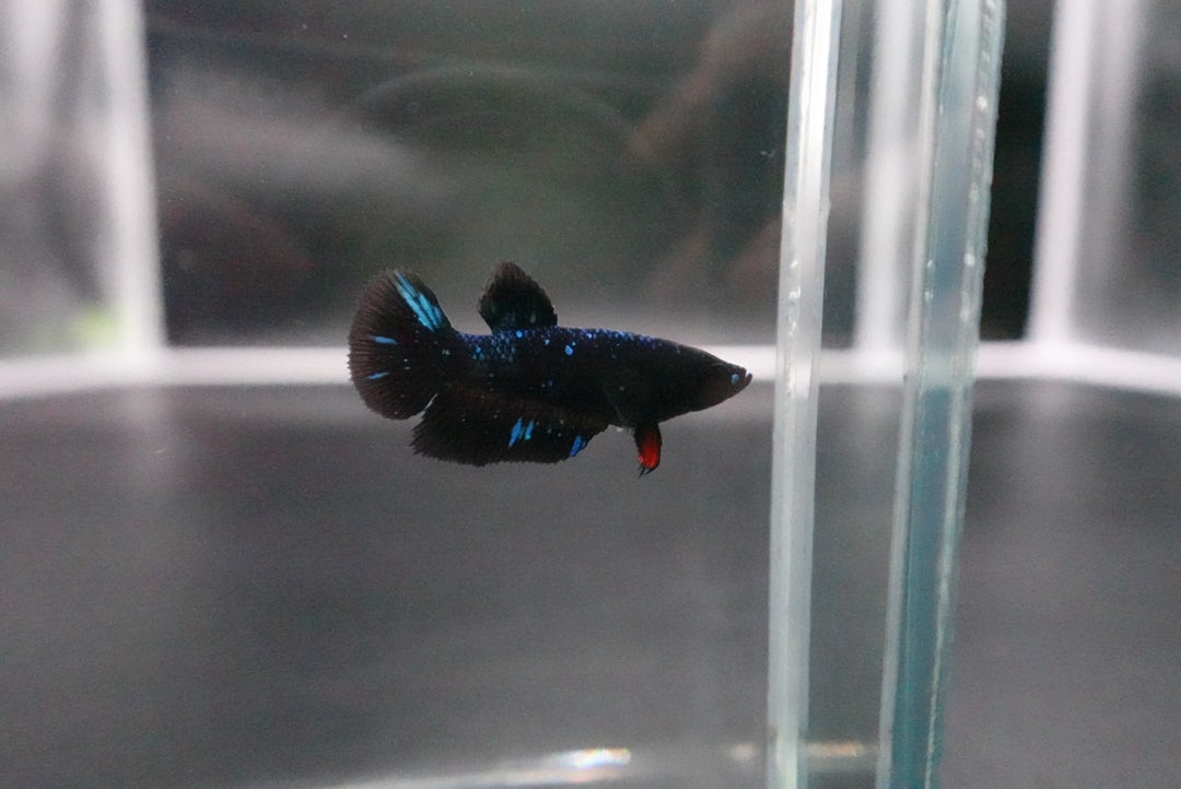Rare Avatar Betta Fish