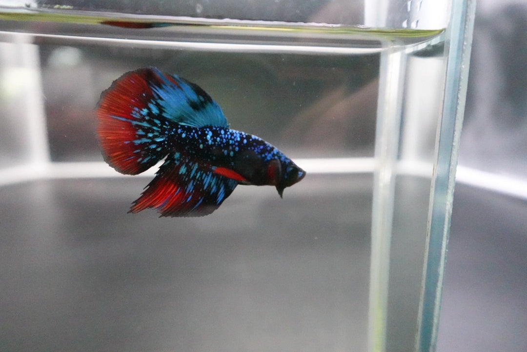 Rare Avatar Betta Fish