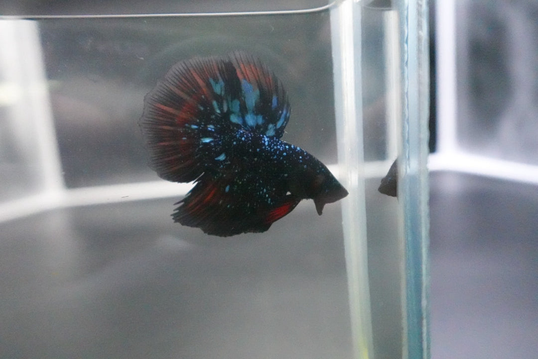 Rare Avatar Betta Fish