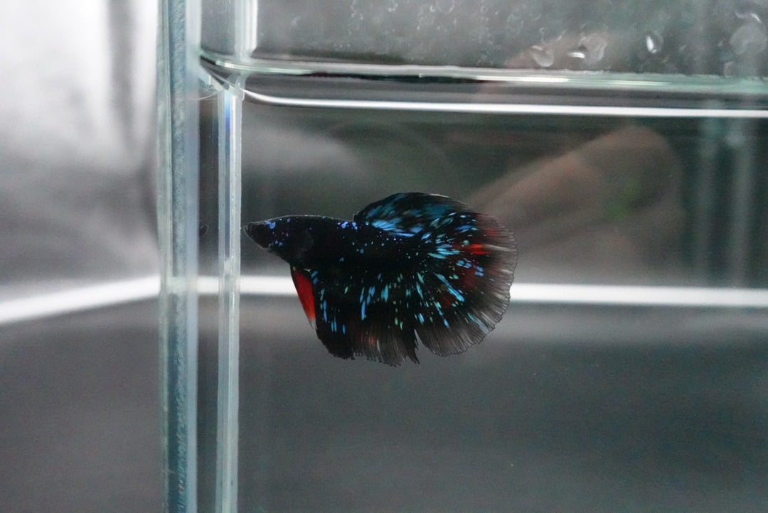 Rare Avatar Betta Fish