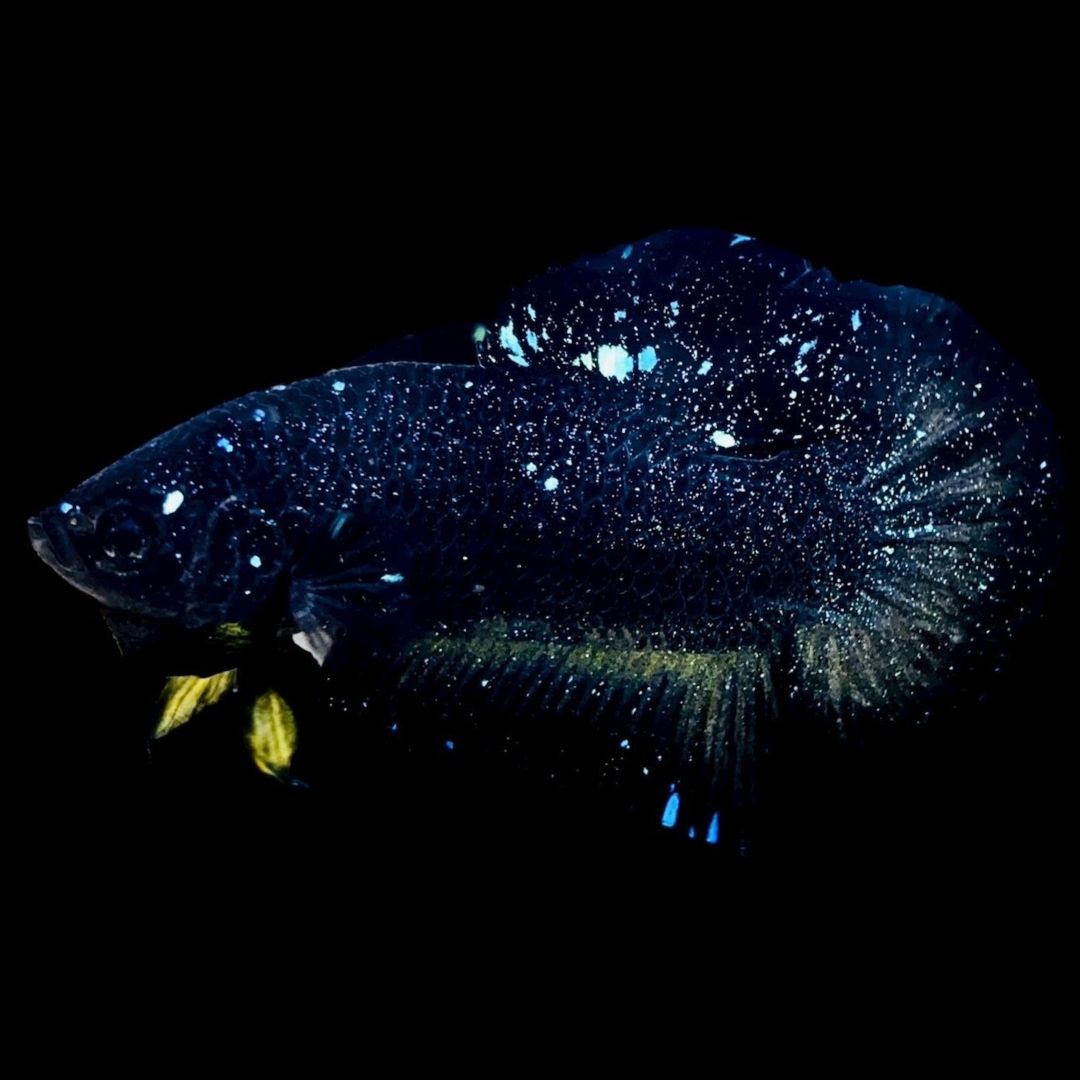 Rare Avatar Betta Fish