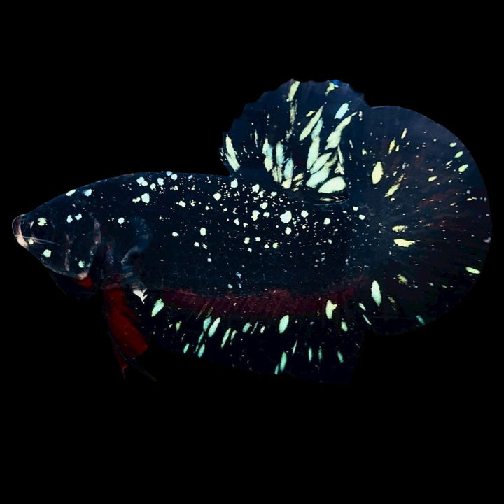 Rare Avatar Betta Fish
