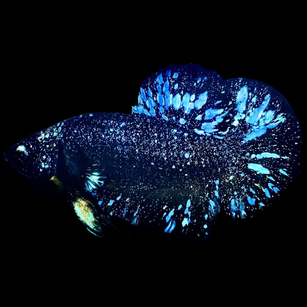 Betta Fish For Sale From Thailand – Thailand Betta Fish
