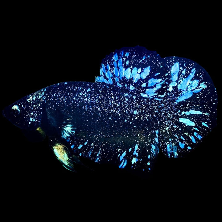 Rare Avatar Betta Fish