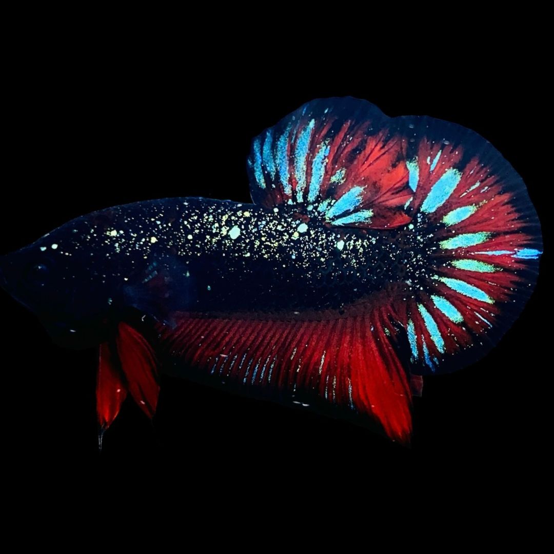 Rare Avatar Betta Fish