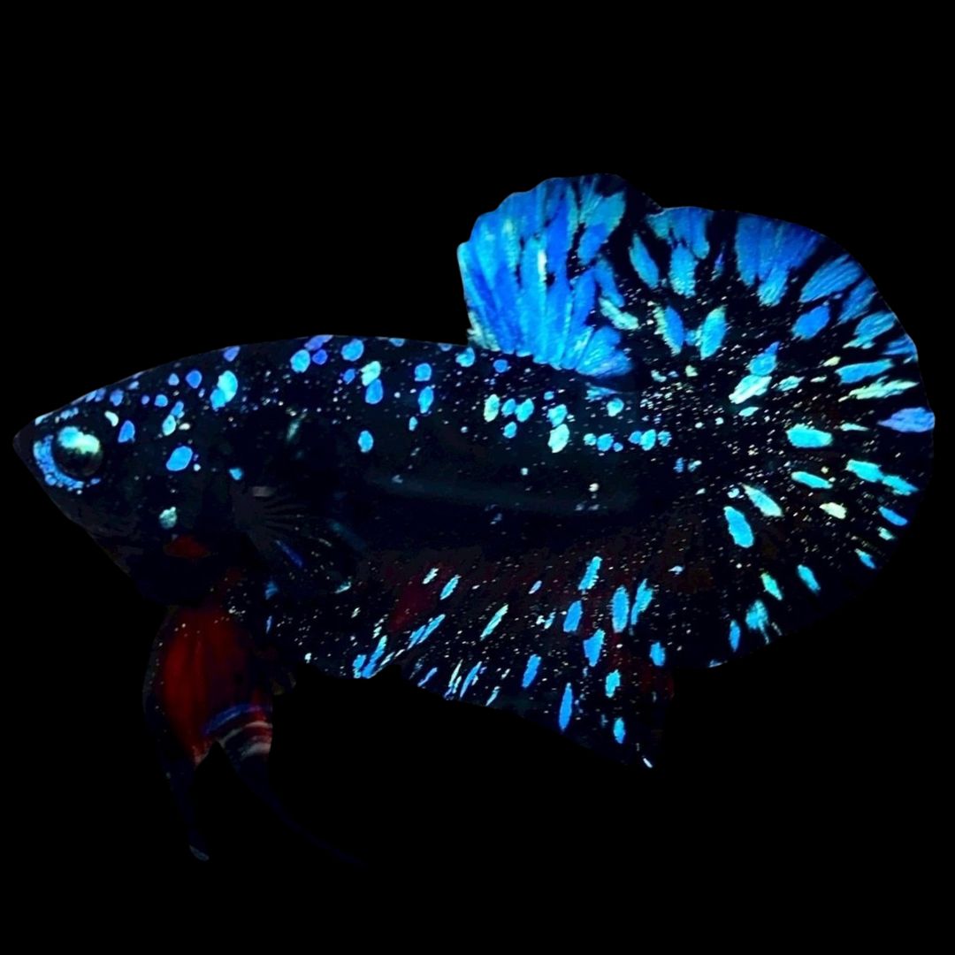 Rare Avatar Betta Fish