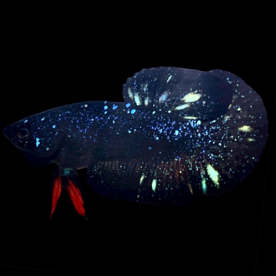 Rare Avatar Betta Fish