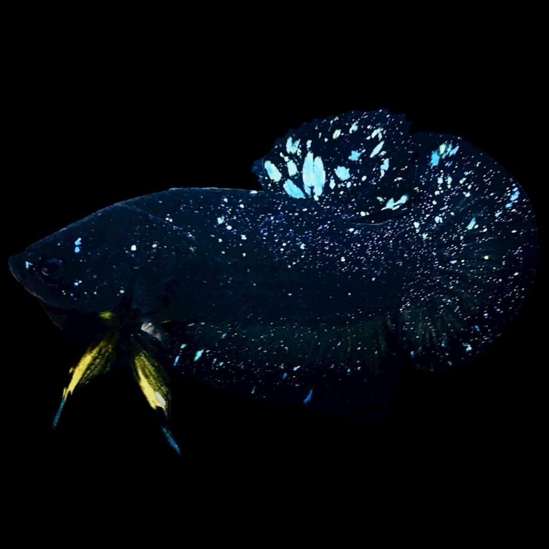Rare Avatar Betta Fish