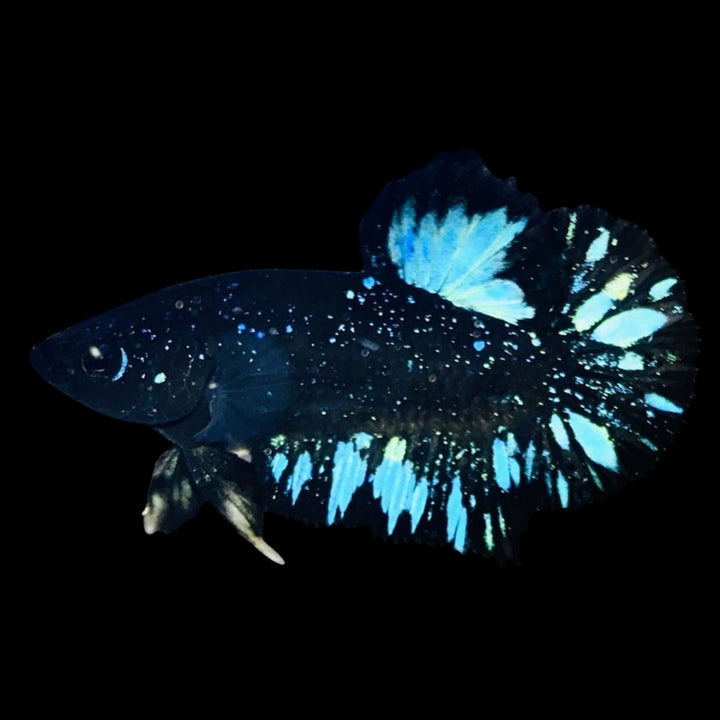 Rare Avatar Betta Fish