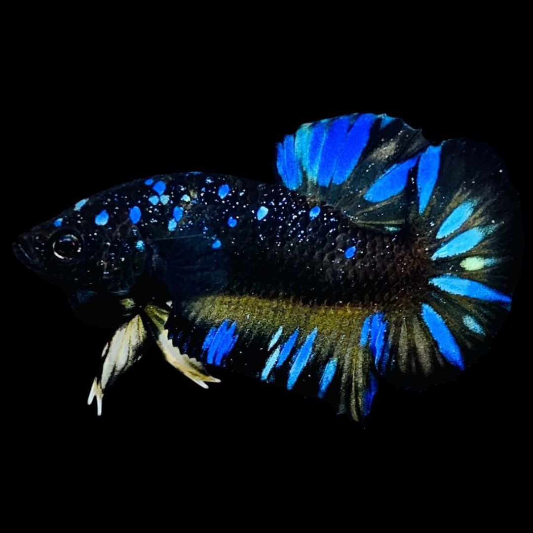 Rare Avatar Betta Fish