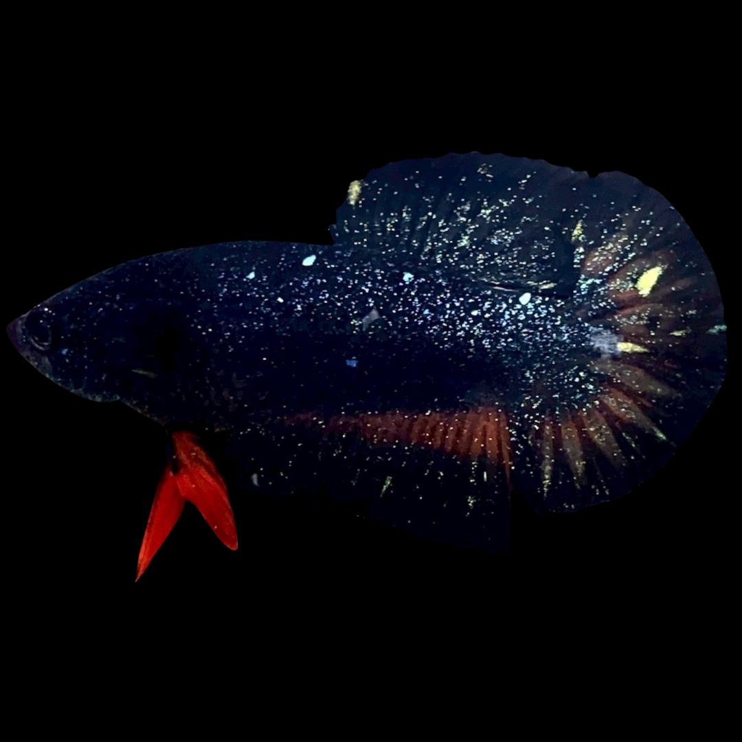 Rare Avatar Betta Fish