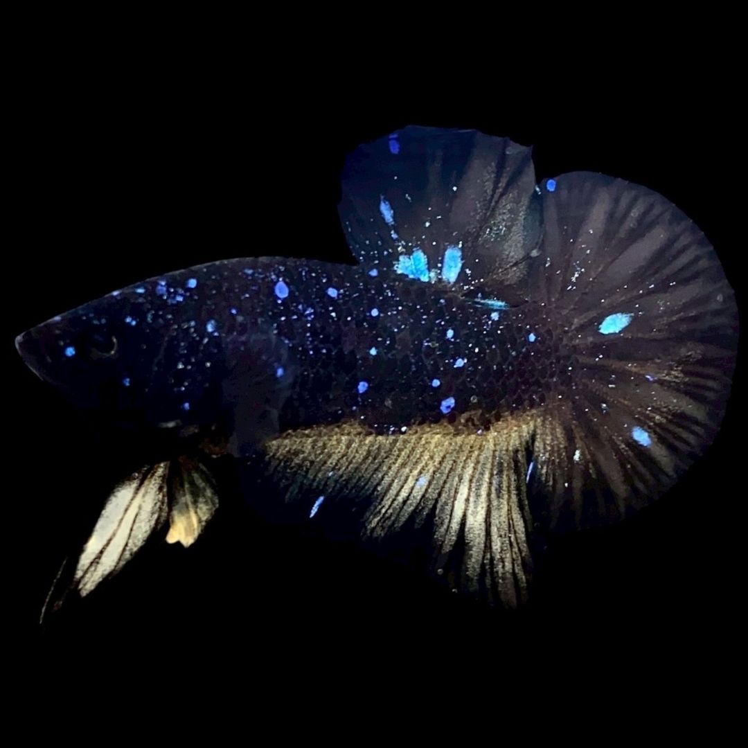 Rare Avatar Betta Fish