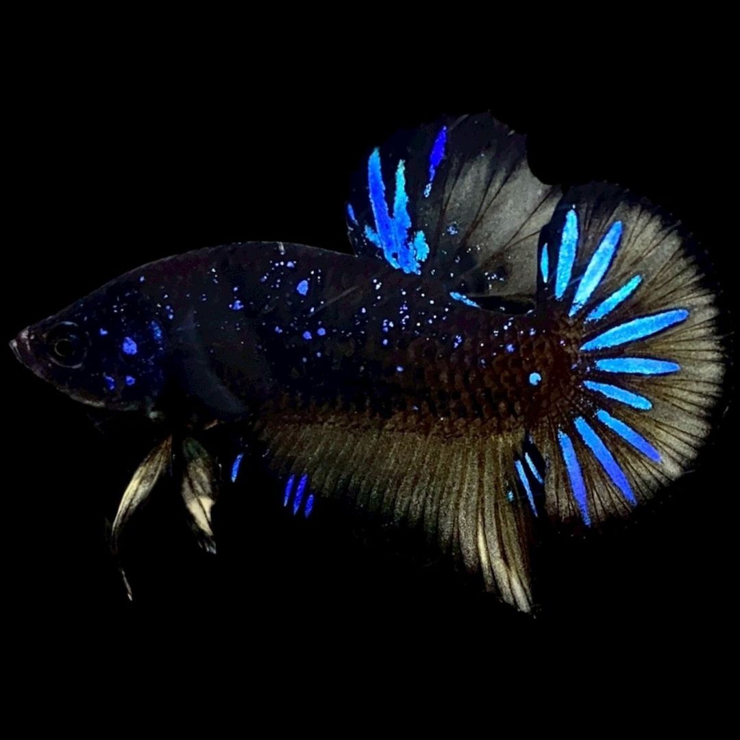 Rare Avatar Betta Fish