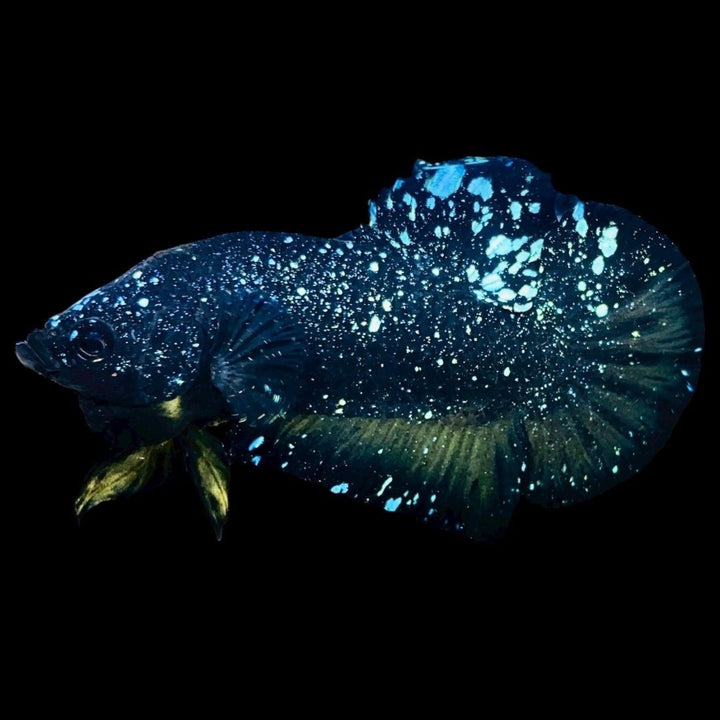 Rare Avatar Betta Fish