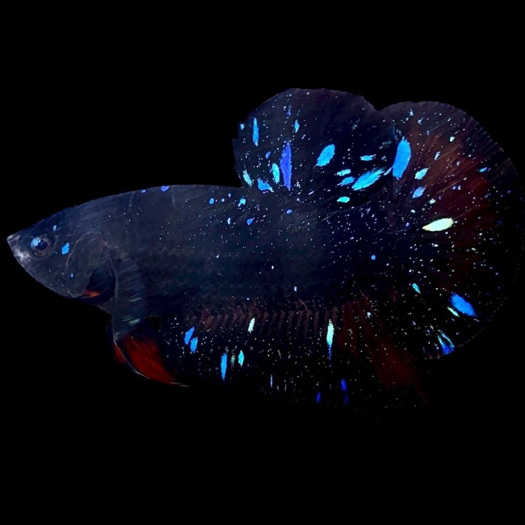Rare Avatar Betta Fish