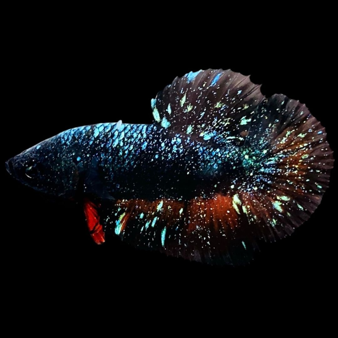 Rare Avatar Betta Fish