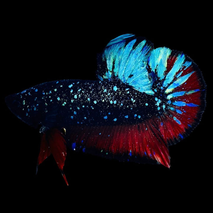 Rare Avatar Betta Fish