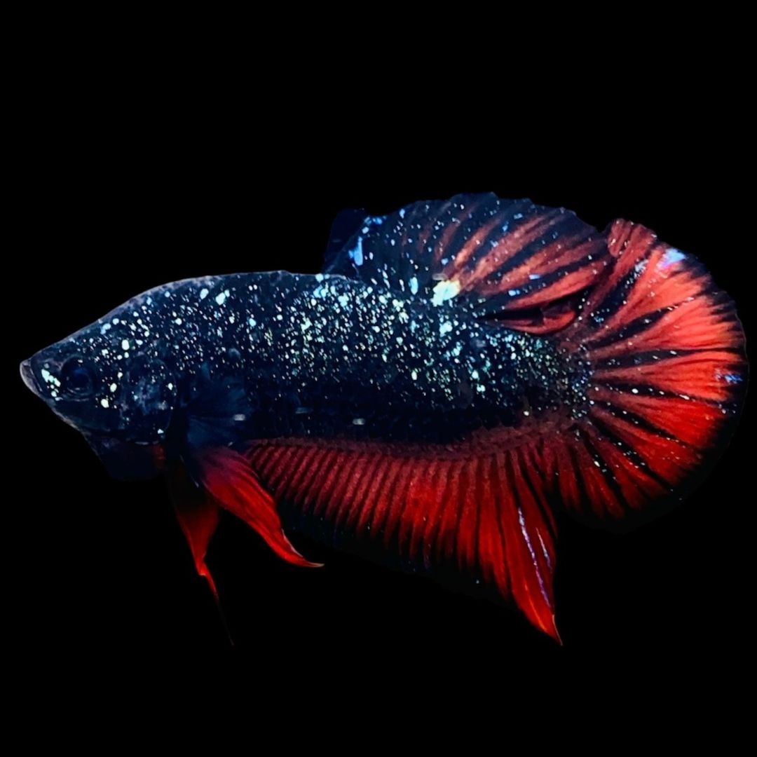 Rare Avatar Betta Fish