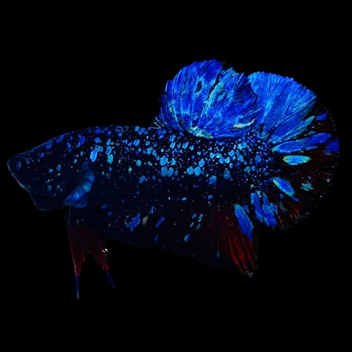 Rare Avatar Betta Fish