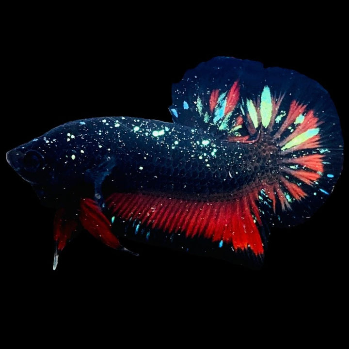 Rare Avatar Betta Fish