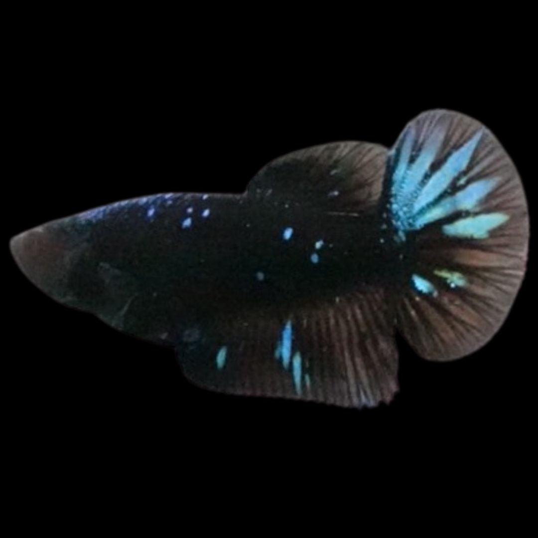 Rare Avatar Betta Fish